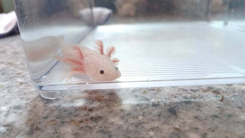 Rusty, copper axolotl photo 2