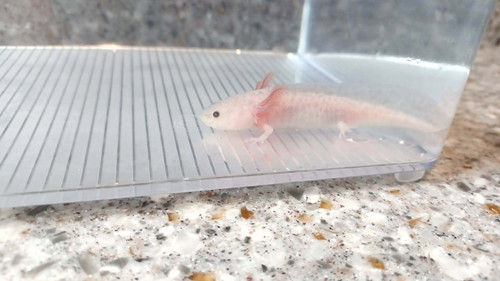 Rusty, copper axolotl photo 3
