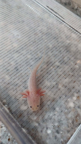 Rusty, copper axolotl photo 4