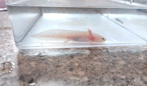 Rusty, copper axolotl photo 5