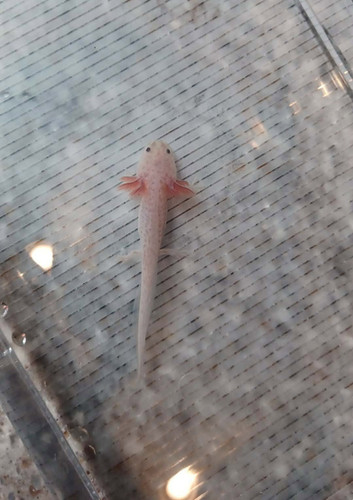 Rusty, copper axolotl photo 6