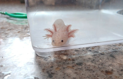 copper axolotl for sale Australia, Toffee