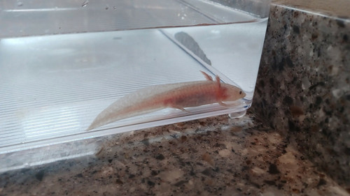 Toffee, copper axolotl photo 2