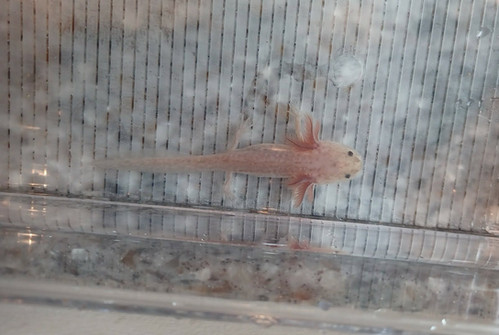 Toffee, copper axolotl photo 4