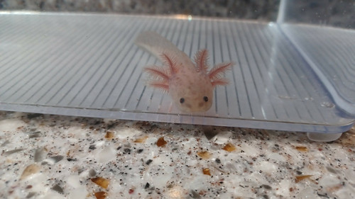 Toffee, copper axolotl photo 5