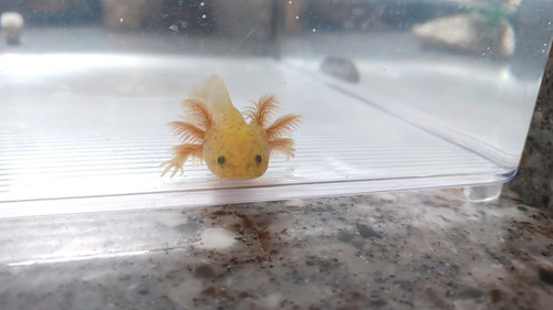 gfp axolotl for sale Australia, Blaze
