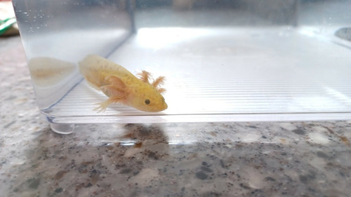 Blaze, gfp axolotl photo 2