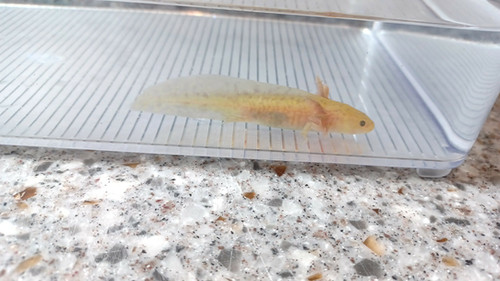 Blaze, gfp axolotl photo 3