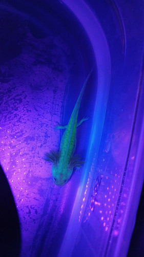 Blaze, gfp axolotl glowing green under blue light