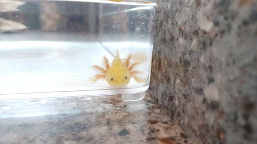gfp axolotl for sale Australia, Ember