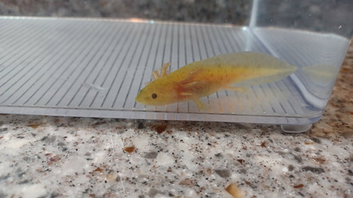 gfp axolotl for sale Australia, Ember