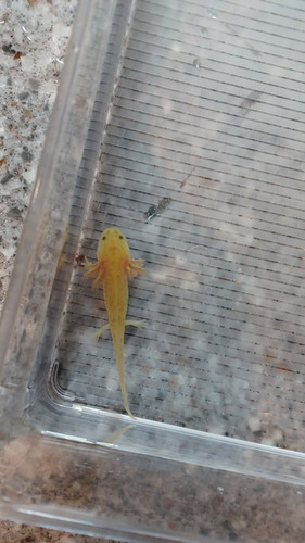 Ember, gfp axolotl photo 3