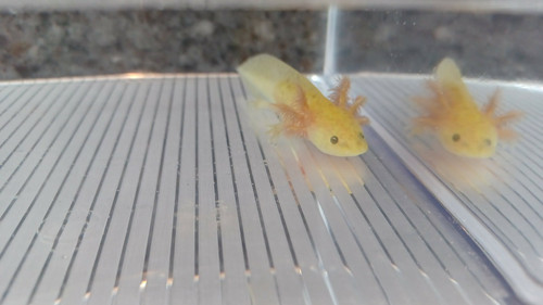 Ember, gfp axolotl photo 4