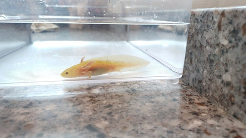 Ember, gfp axolotl photo 5