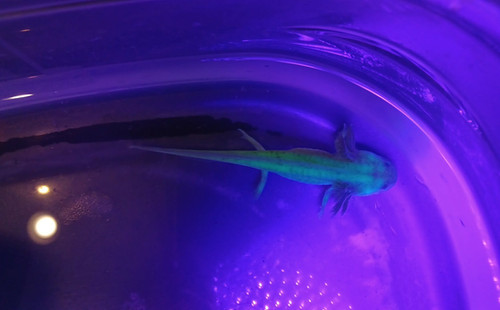 Ember, gfp axolotl glowing green under blue light