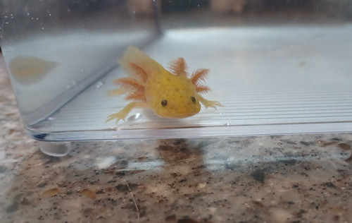 gfp axolotl for sale Australia, Flare