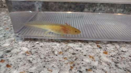 Flare, gfp axolotl photo 2