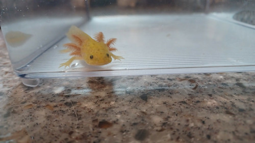 gfp axolotl for sale Australia, Flare