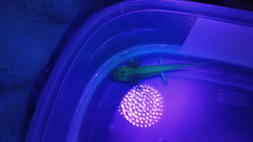 Flare, gfp axolotl glowing green under blue light