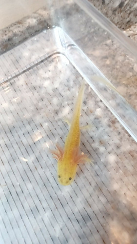 Flare, gfp axolotl photo 5