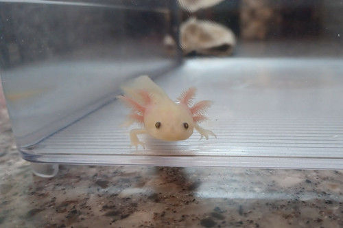 gfp axolotl for sale Australia, Frost