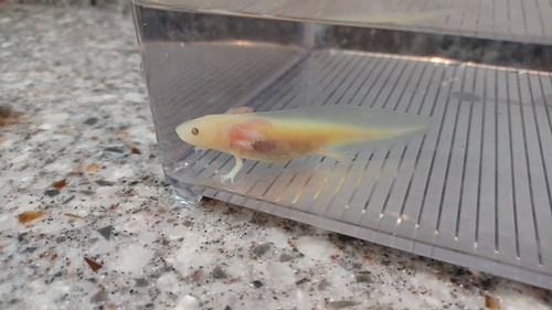 Frost, gfp axolotl photo 2