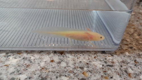 Frost, gfp axolotl photo 3
