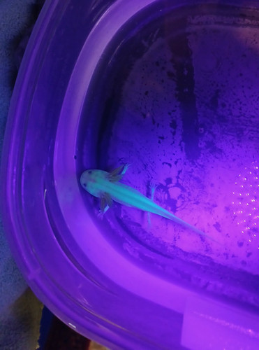 Frost, gfp axolotl glowing green under blue light