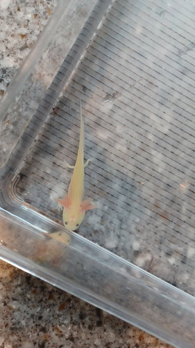 gfp axolotl for sale Australia, Frost