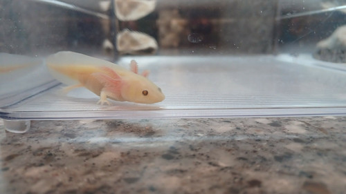 Frost, gfp axolotl photo 5