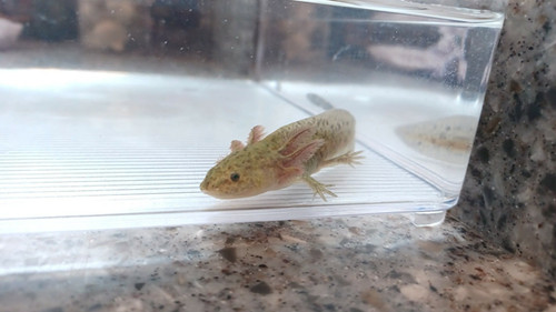 gfp axolotl for sale Australia, Gizmo