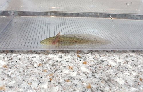 Gizmo, gfp axolotl photo 3