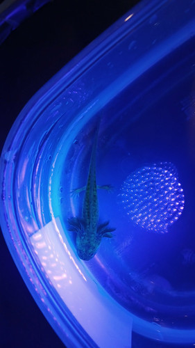 Gizmo, gfp axolotl glowing green under blue light