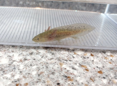 gfp axolotl for sale Australia, Gizmo