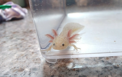gfp axolotl for sale Australia, Noodle