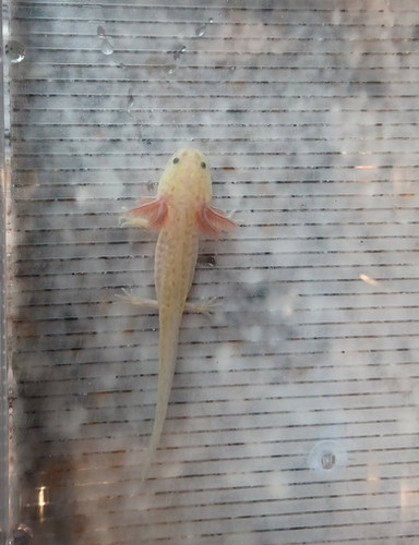 gfp axolotl for sale Australia, Noodle