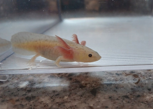 Noodle, gfp axolotl photo 3
