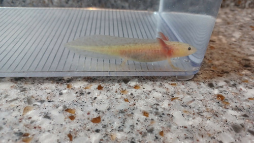 Noodle, gfp axolotl photo 4