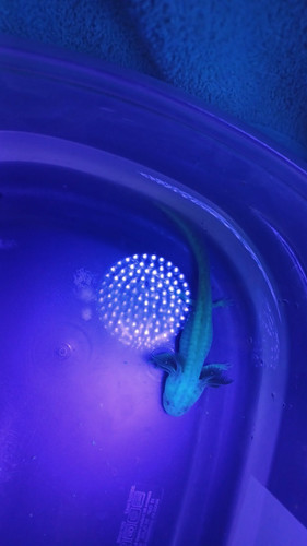Noodle, gfp axolotl glowing green under blue light