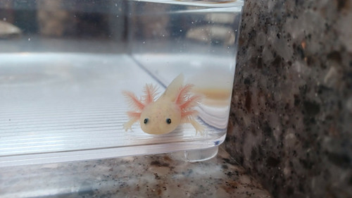 gfp axolotl for sale Australia, Nova