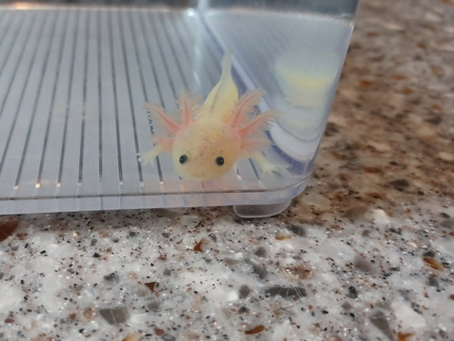 gfp axolotl for sale Australia, Nova