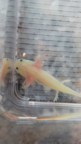 Nova, gfp axolotl photo 3