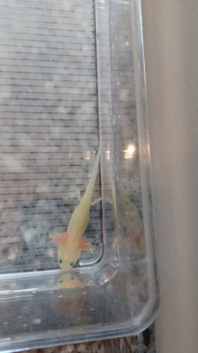 Nova, gfp axolotl photo 4