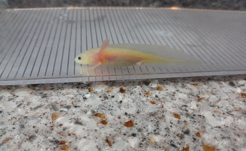 Nova, gfp axolotl photo 5