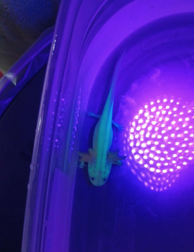 Nova, gfp axolotl glowing green under blue light