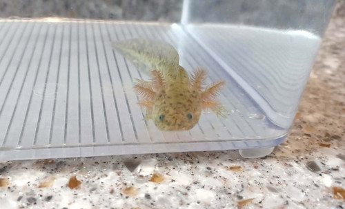 gfp axolotl for sale Australia, Scout