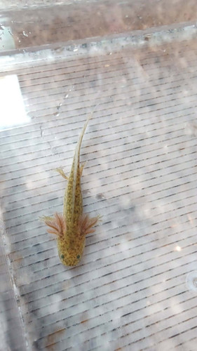 Scout, gfp axolotl photo 2