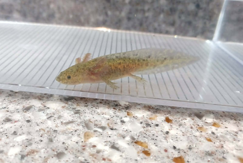 Scout, gfp axolotl photo 3
