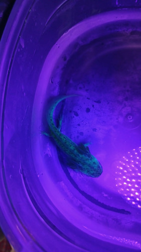 Scout, gfp axolotl glowing green under blue light