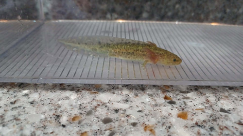 gfp axolotl for sale Australia, Scout